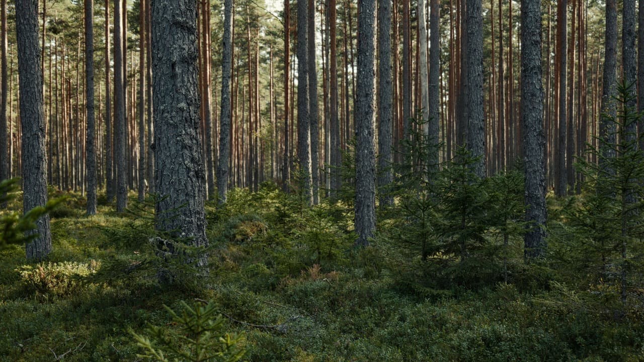 Forest